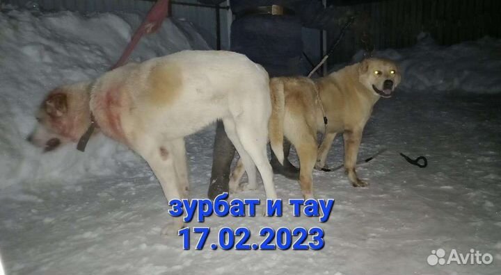 Среднеазиатская овчарка. сао. Алабай