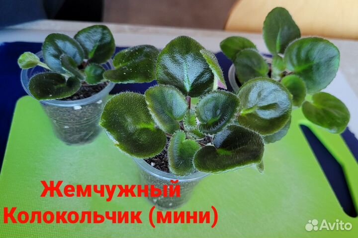 Детки сортовой фиалки (мини) ав-Жемчуж.Колокольчик