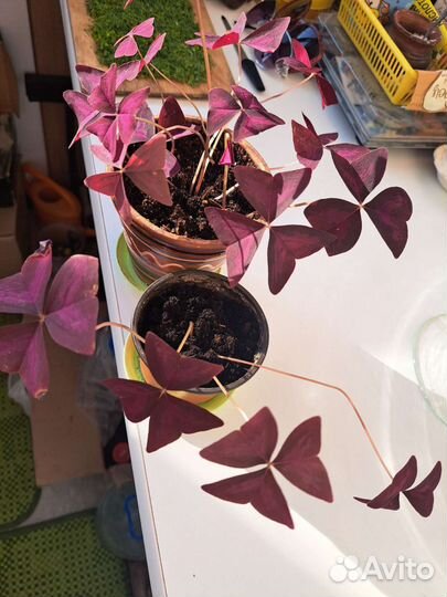 Кислица оксалис