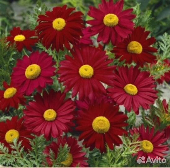 Кислица,Бор,Пиретрум,Лук декоративный семена