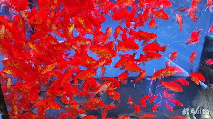 Рыба для пруда с доставкой по Москве и мо