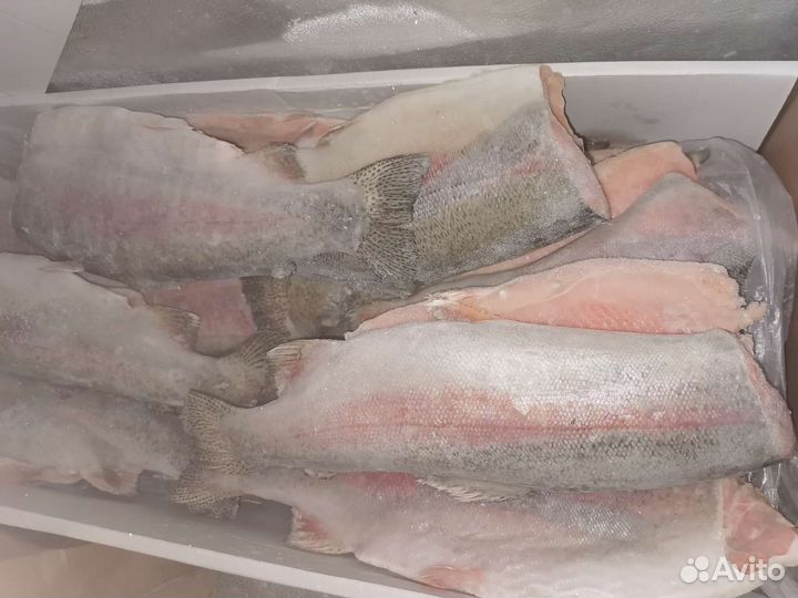 Форель морская