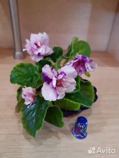 Фиалки сортовые