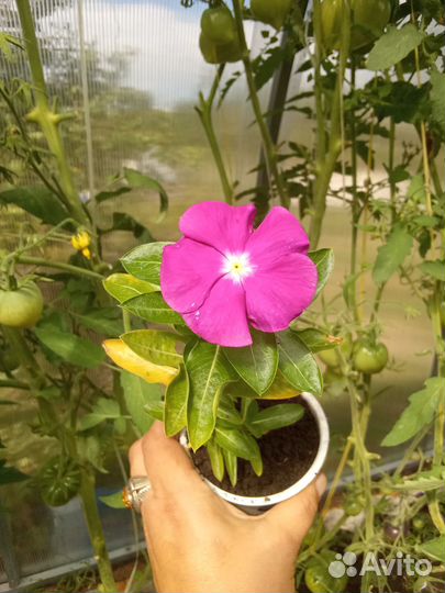 Комнатные цветы