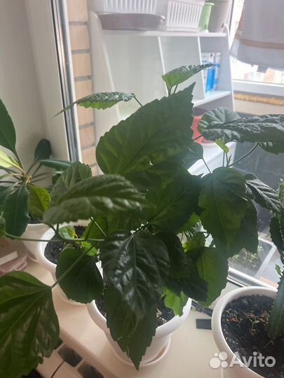 Комнатные цветы гибкус