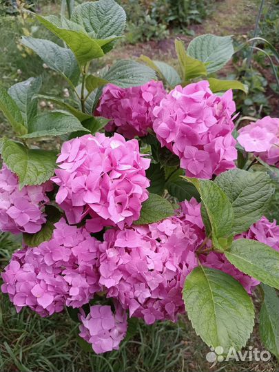 Гортензия крупнолистная цветущая