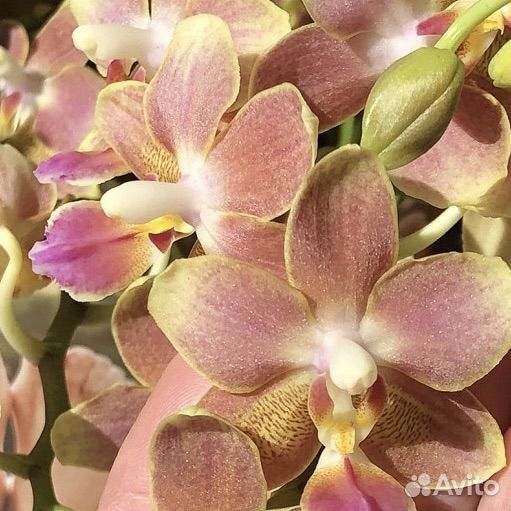 Орхидея Лемон спайс