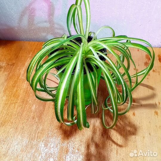 Комнатное растение Хлорофитум Кудрявый Бонни