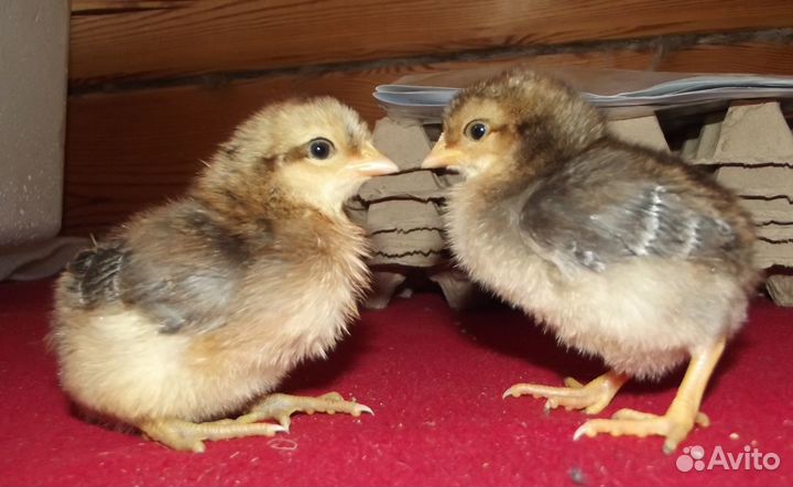 Инкубационное яйцо индейки