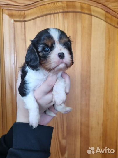 Щенки Кавалер кинг чарльз спаниель РКФ