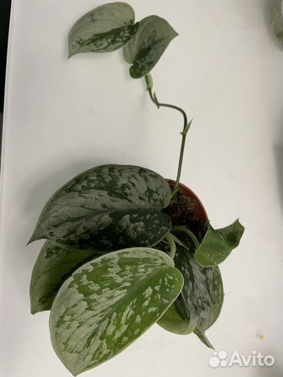 Переромия карерата Россо