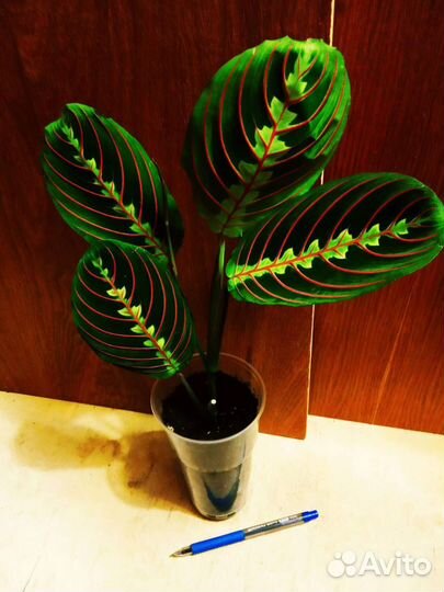 Калатеи Ланцефолия,Макояна,Маранта