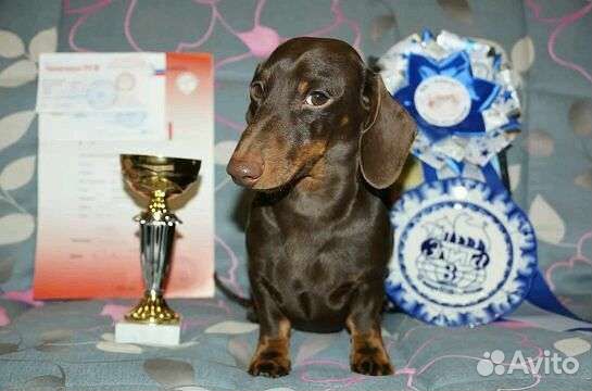 Кроличья такса кобель для Вязки РКФ