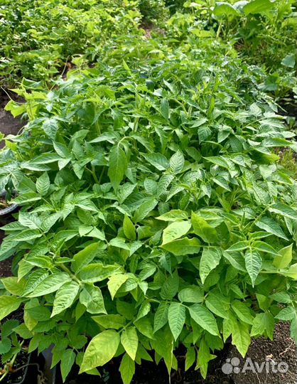 Рассада помидор и перцев. Огурцы и кабачки