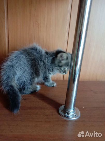 Кошка в дар бесплатно