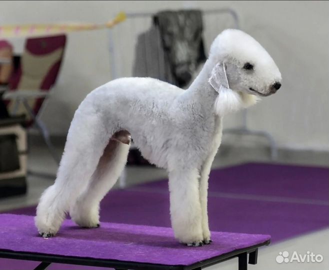 Щенки бедлингтон-терьера