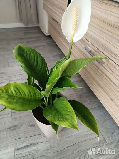 Спатифиллум