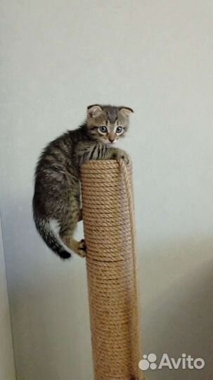 Отдам котят