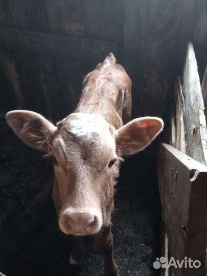 Телята телочки