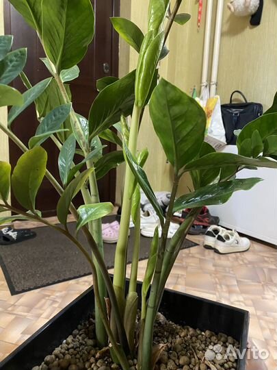 Замиокулькас