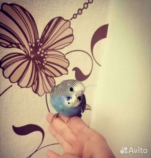 Волнистые попугаи