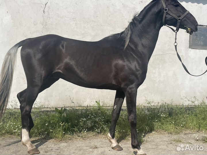 Ахалтекинец