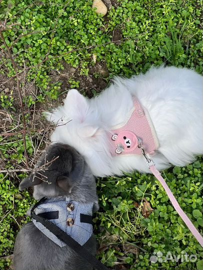 Шлейка для кролика,кошки,собачки