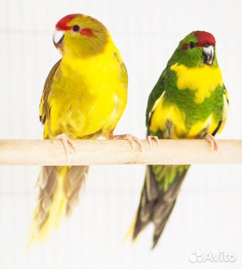 Какарик лучшие птенцы для Вас