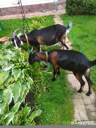 Яйца домашние, молоко козье, мясо кролика