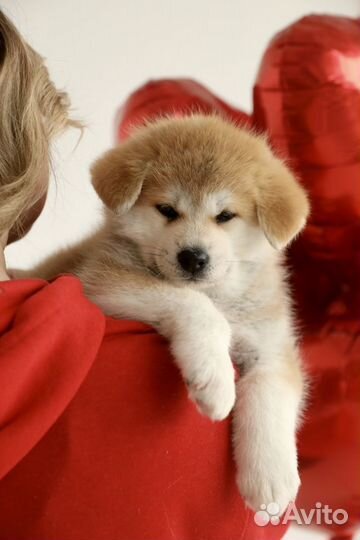 Акита девочка
