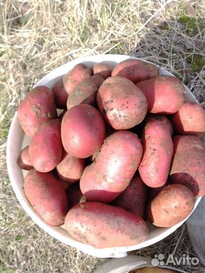 Семенной картофель