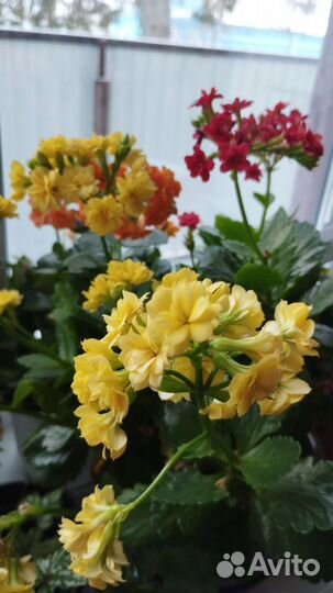 Бегония, каланхоэ