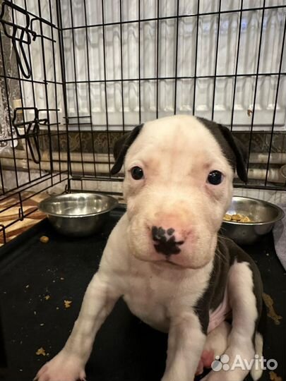 Продам собаку питбуля