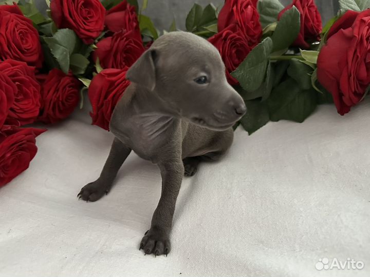 Левретка щенки