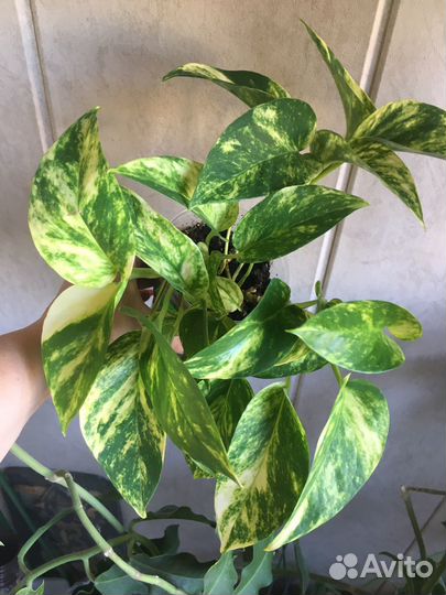 Сциндапсус золотистый, марбл квин и глобал грин