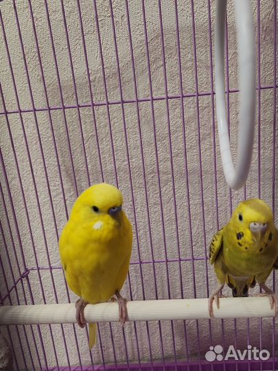 Клетка с волнистыми попугаями