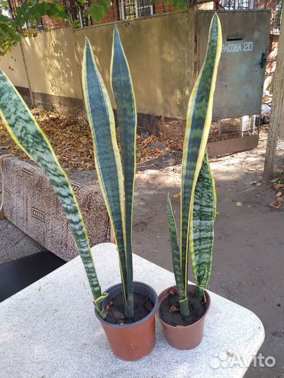 Цветы комнатные