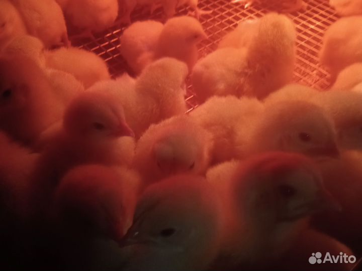 Продажа домашней птицы