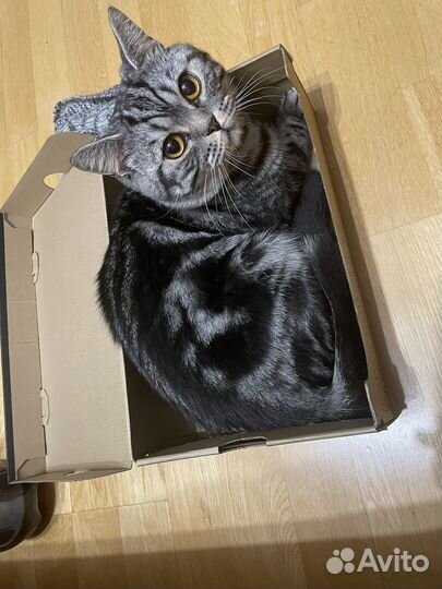 Вязка с шотландским котом