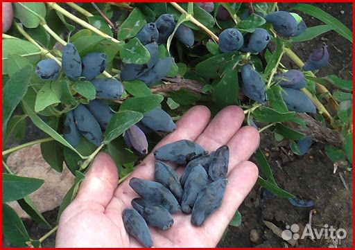 Жимолость канадская, ирга