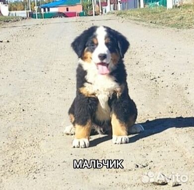 Щенки бернский зенненхунда
