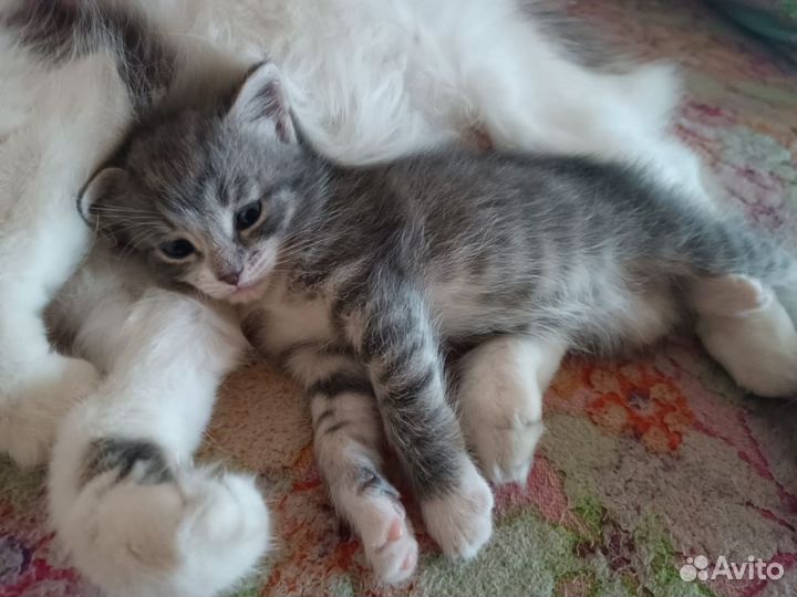 Кошка в дар бесплатно