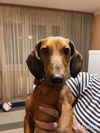 Вязка кобель такса