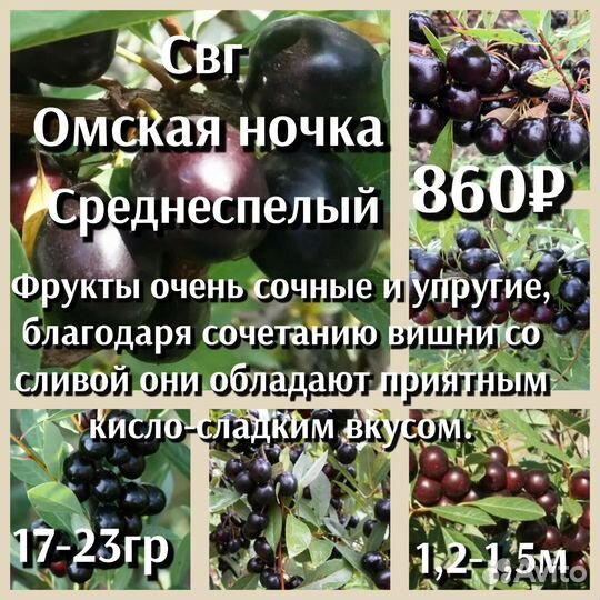 Гибриды плодовые 2ух летки