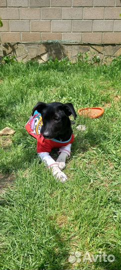 Щенок собака