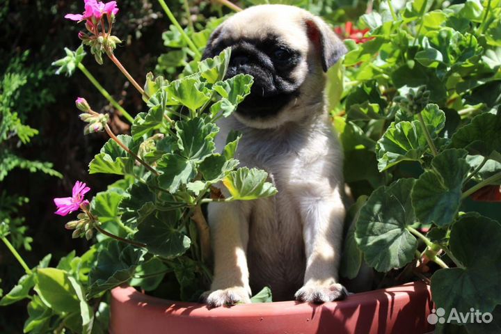 Щенки мопса