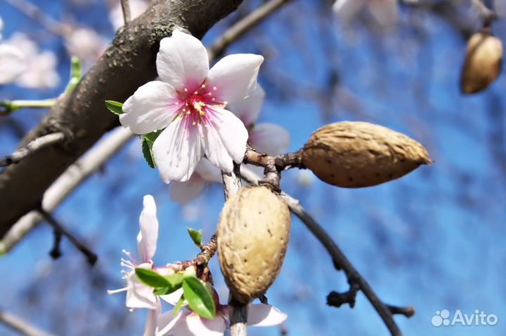 Саженцы миндаль 2-г, миндаль орех, миндаль дерево