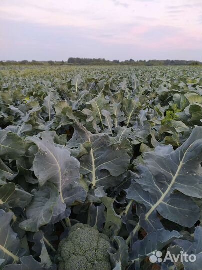 Капуста брокколи