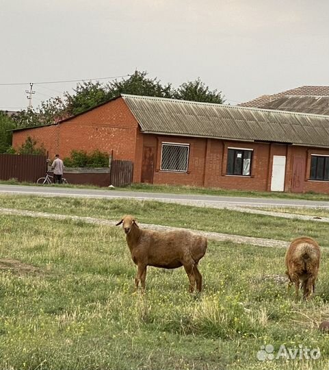 Овцы бараны