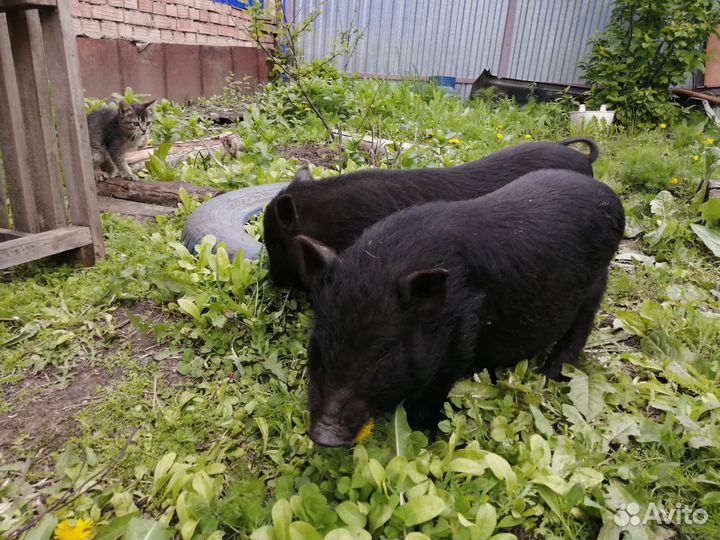 Вьетнамский вислобрюхий хряк и свинка